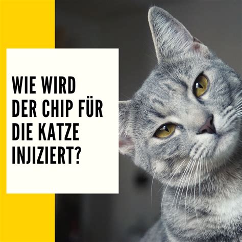 katze chip kosten